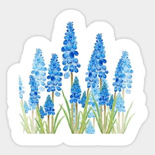 blue grape hyacinth watercolor Sticker